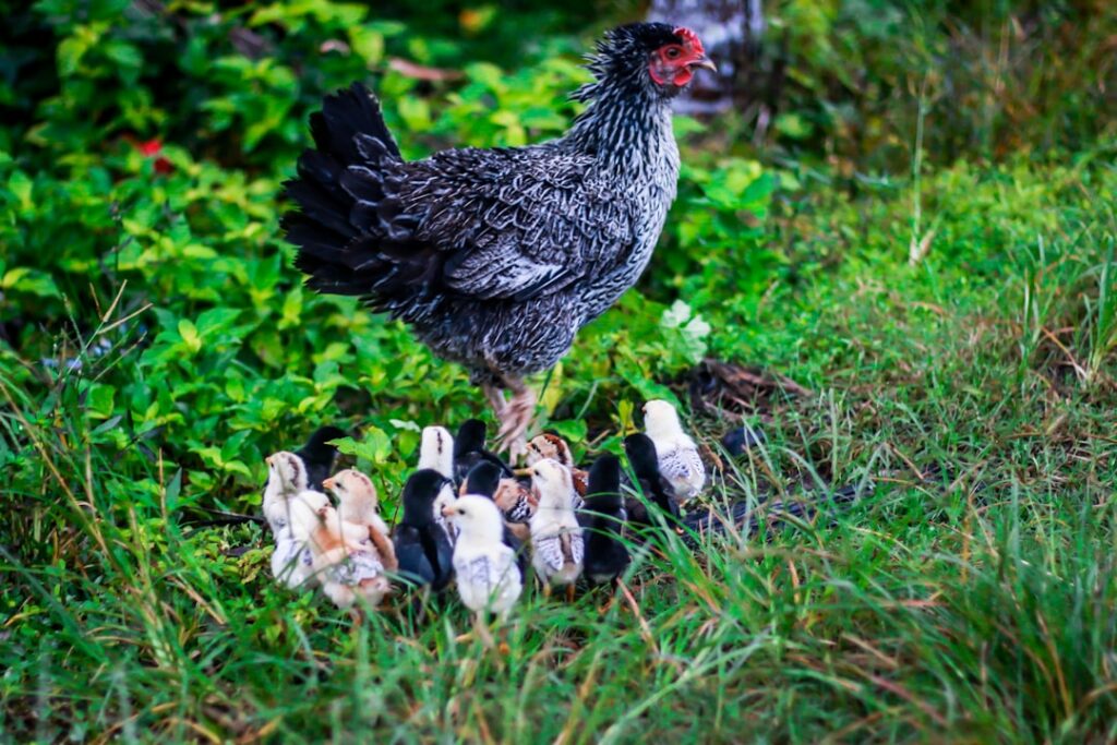 Photo Chicken wings, air fryer